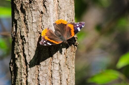 Red Admiral Butterfly