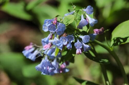 Beautiful Bluebells