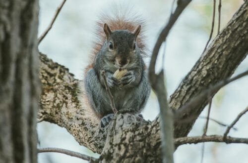 Gray Squirrel in Winter