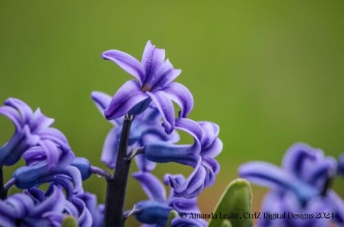 Hyacinth in Springtime